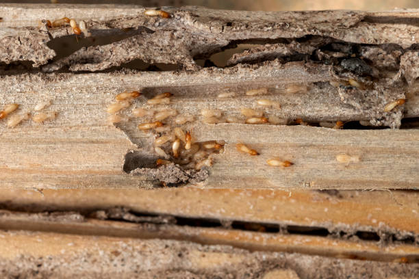 Best Commercial Pest Control Services  in Skyline Acres, OH